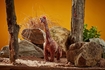 Слика на Бракиосаурус (25cm) - Living Nature 