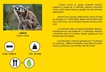 Слика на Лемур - NATIONAL GEOGRAPHIC