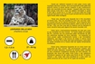 Слика на Снежен леопард - NATIONAL GEOGRAPHIC