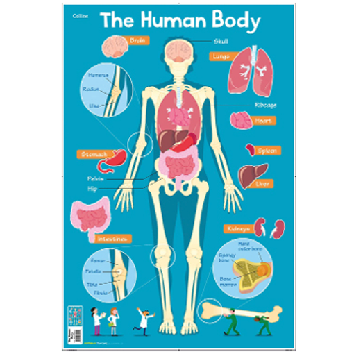 Слика на Human Body (Collins Children’s Poster)