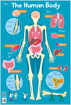 Слика на Human Body (Collins Children’s Poster)