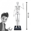 Слика на Голем скелет 85 cm - Buki France