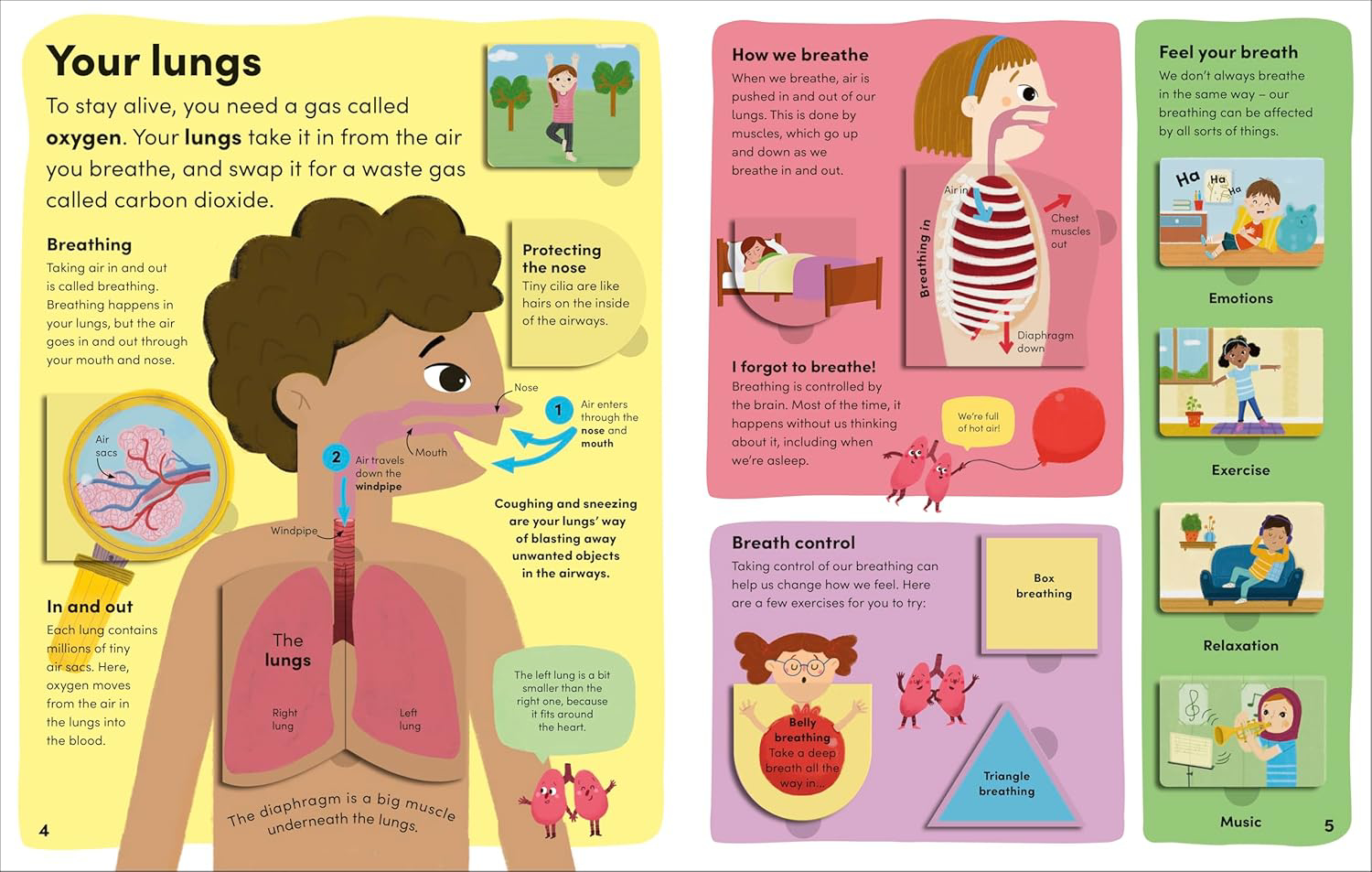 Story box toys and books. You and Your Body A First Look Inside the ...