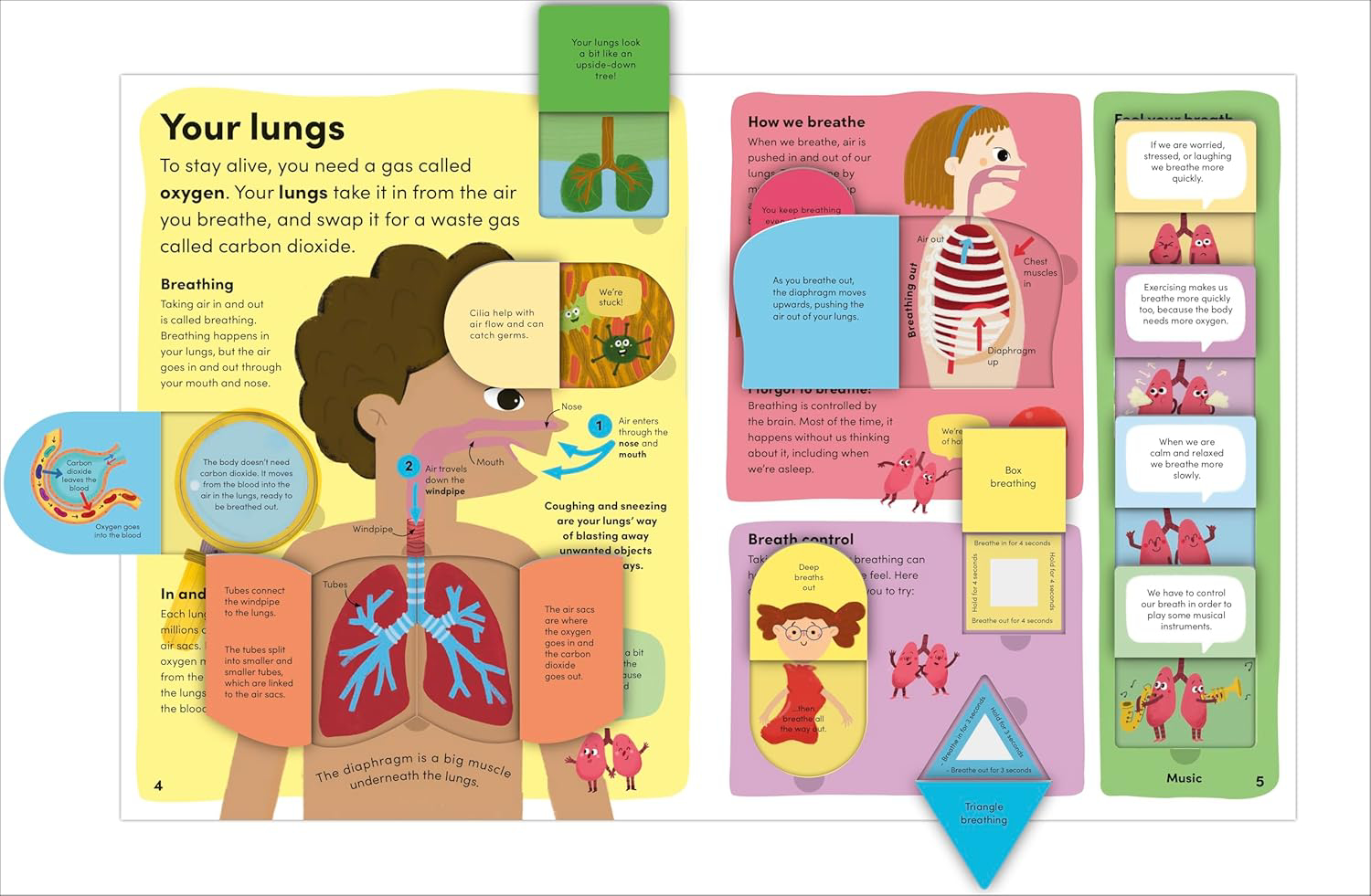 Story box toys and books. You and Your Body A First Look Inside the ...