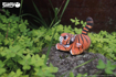 Слика на EUGY Tiger, Тигар 3D Сложувалка - EUGY