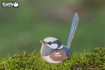 Слика на EUGY Fairy Wren 3D Сложувалка - EUGY
