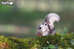 Слика на EUGY Chipmunk, Верверичка 3D Сложувалка - EUGY