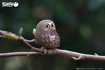 Слика на EUGY Owl, Буф 3D Сложувалка - EUGY