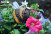 Слика на EUGY Bumblebee, Бумбар 3D Сложувалка - EUGY