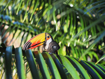 Слика на EUGY Toucan, Тукан 3D Сложувалка - EUGY